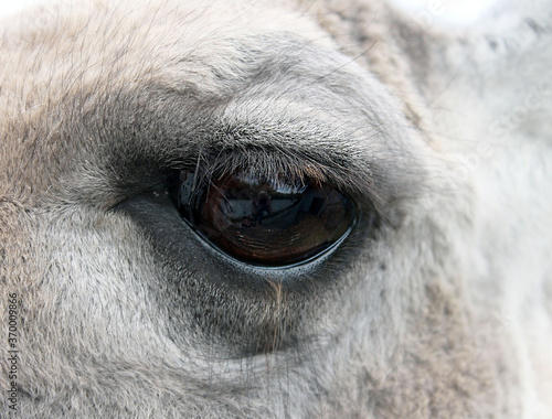 white llama eye close-up