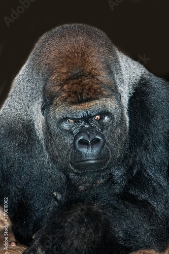 EASTERN LOWLAND GORILLA gorilla gorilla graueri, PORTRAIT OF MALE
