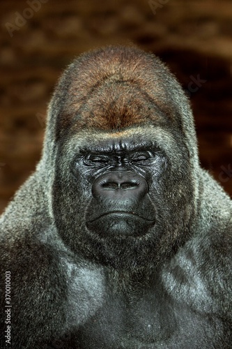 EASTERN LOWLAND GORILLA gorilla gorilla graueri  PORTRAIT OF MALE