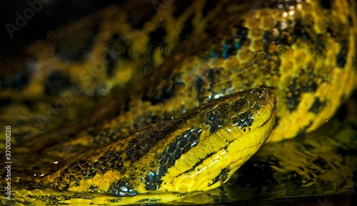 YELLOW ANACONDA eunectes notaeus, ADULT STANDING IN WATER photo