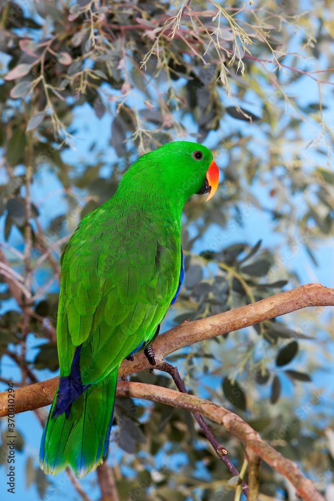 ECLECTUS PARROT eclectus roratus, MALE STANDING ON BRANCH ECLECTUS PARROT eclectus roratus, MALE STANDING ON BRANCH