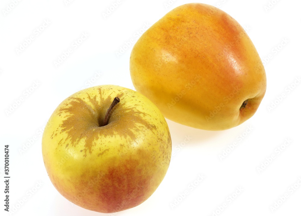 GOLDEN APPLE malus domestica AGAINST WHITE BACKGROUND GOLDEN APPLE malus domestica AGAINST WHITE BACKGROUND