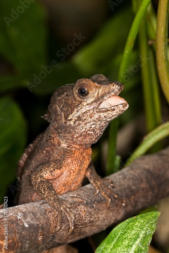 BROWN BASILISK LIZARD basiliscus vittatus  ADULT STANDING ON BRANCH