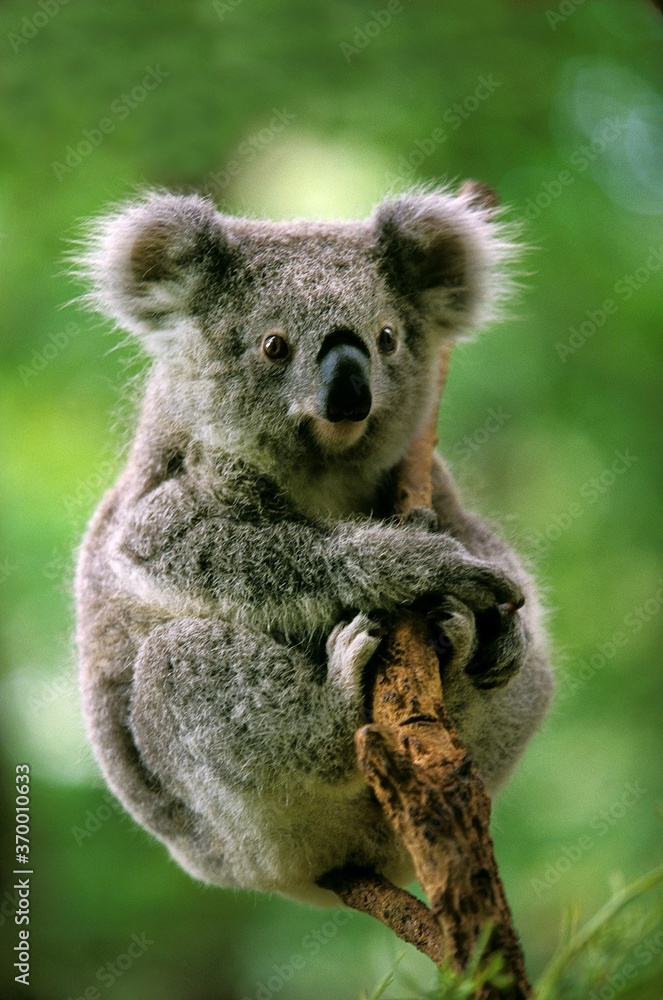 KOALA phascolarctos cinereus, FEMALE KOALA phascolarctos cinereus, FEMALE