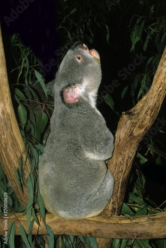 Photography KOALA phascolarctos cinereus, ADULT CALLING OUT