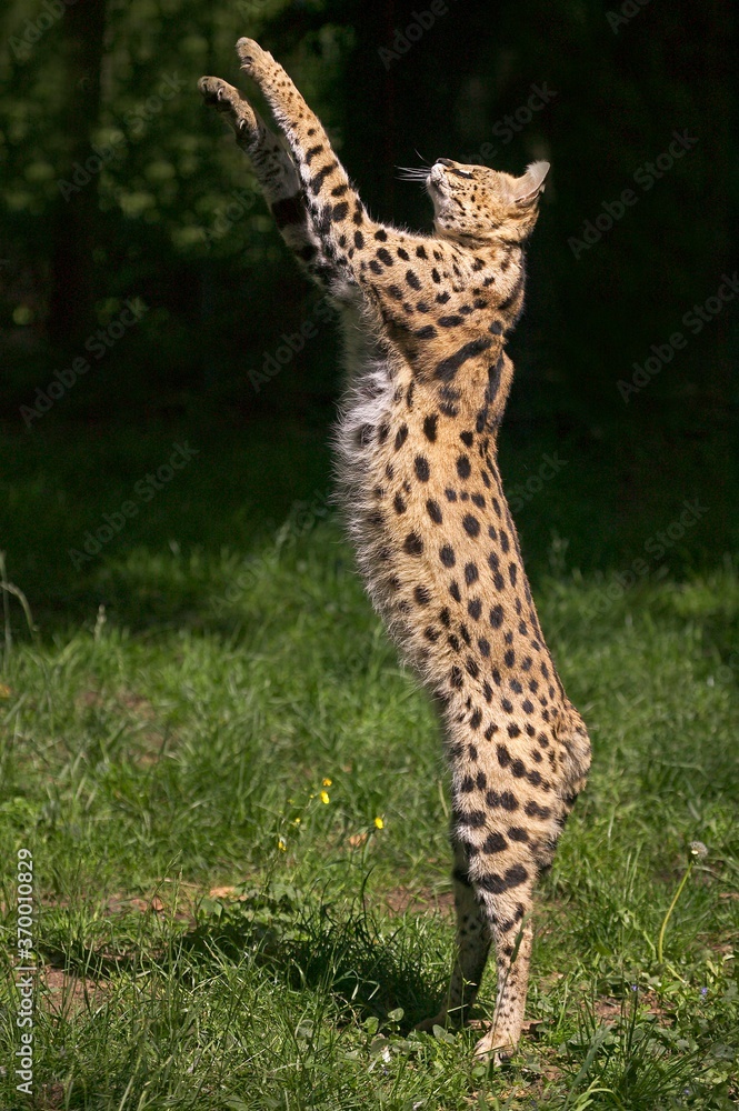 Obraz premium SERVAL leptailurus serval, ADULT HUNTING, STANDING ON HIND LEGS