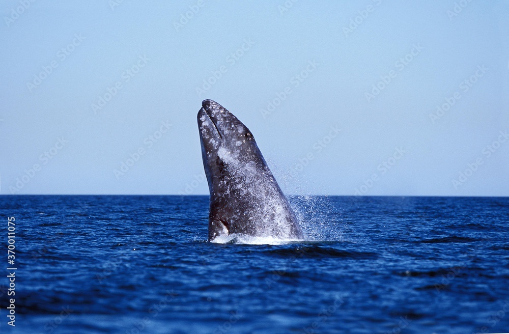 Fototapeta premium GREY WHALE eschrichtius robustus, BREACHING, BAJA CALIFORNIA IN MEXICO