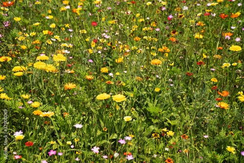 Wiese mit Sommerblumen © Digitalpress
