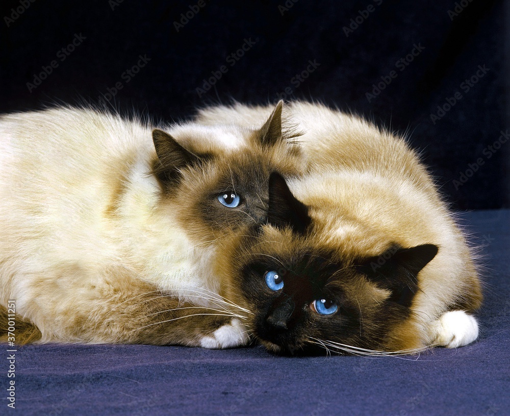 BIRMANESE DOMESTIC CAT, ADULTS RESTING BIRMANESE DOMESTIC CAT, ADULTS RESTING