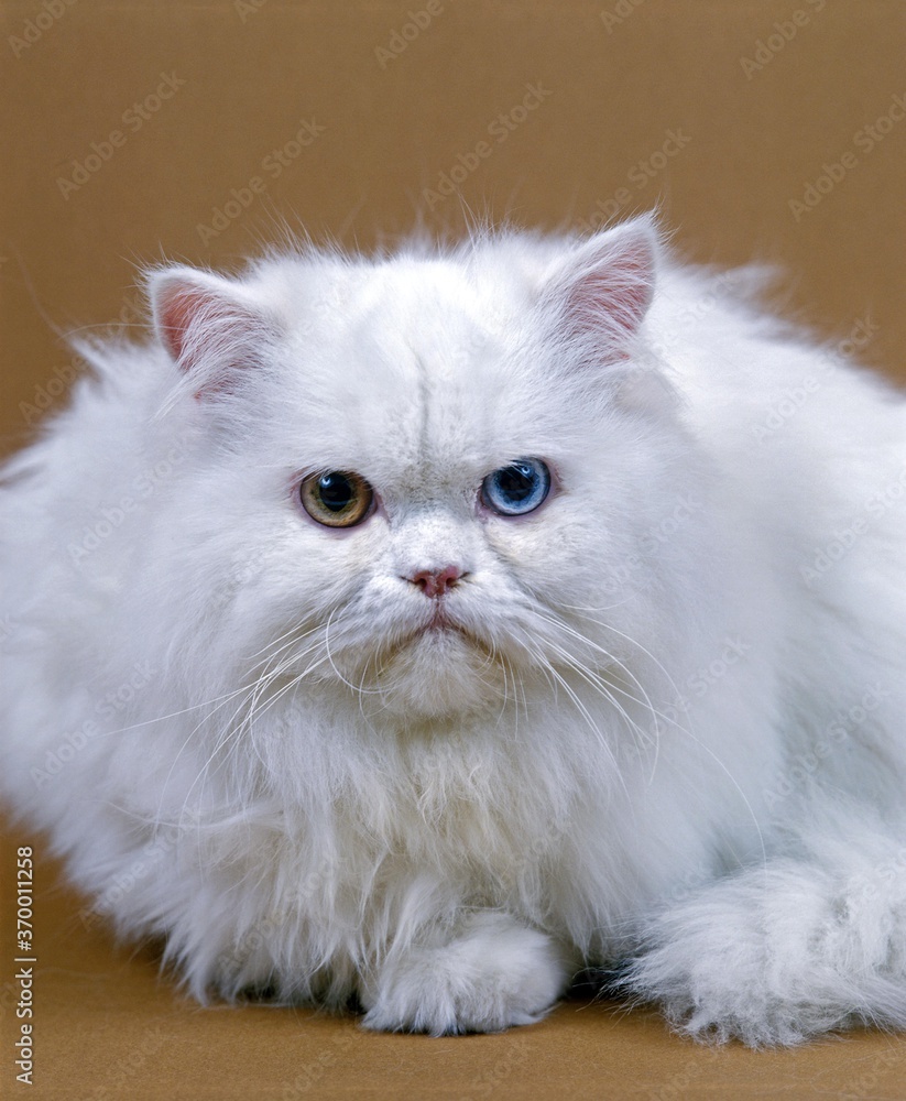 WHITE PERSIAN DOMESTIC CAT, ADULT WITH DIFFERENT COLOURED EYES