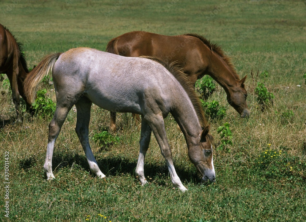 Fototapeta premium ANGLO ARAB HORSE, YEARLING EATING GRASS