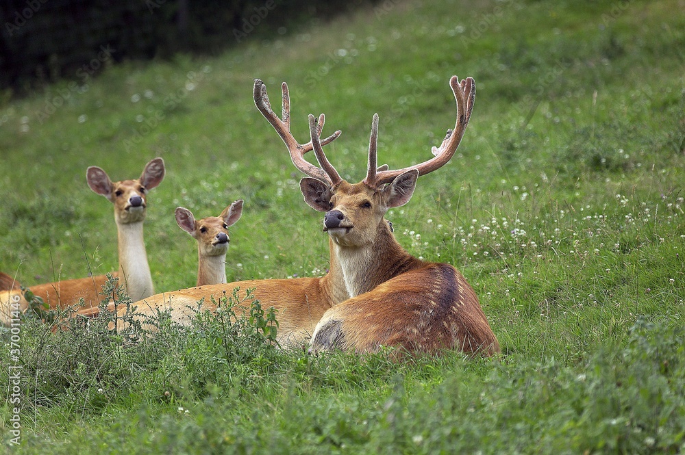BARASINGHA DEER OR SWAMP DEER cervus duvauceli, MALE WITH FEMALES BARASINGHA DEER OR SWAMP DEER cervus duvauceli, MALE WITH FEMALES