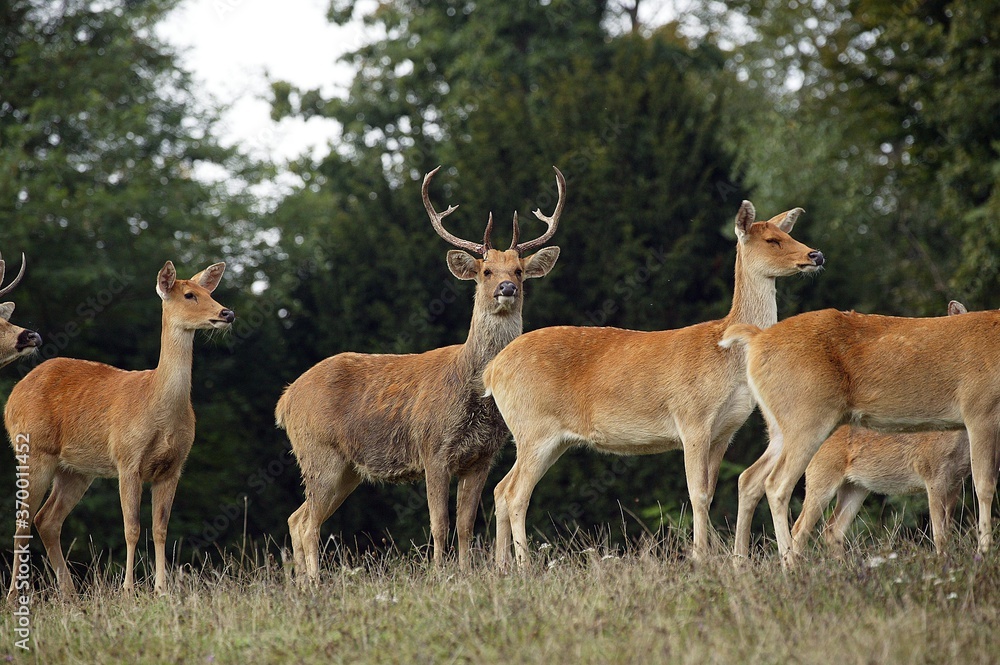 BARASINGHA DEER OR SWAMP DEER cervus duvauceli, MALE WITH FEMALES BARASINGHA DEER OR SWAMP DEER cervus duvauceli, MALE WITH FEMALES