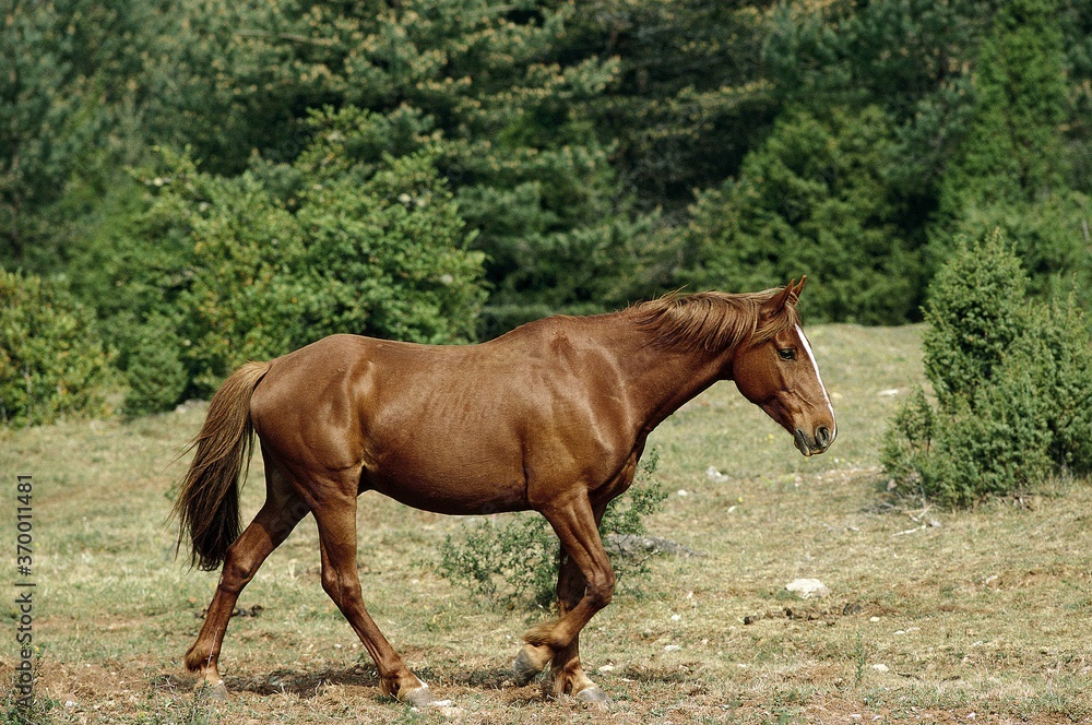 BARB HORSE, ADULT WALKING THROUGH PADDOCK BARB HORSE, ADULT WALKING THROUGH PADDOCK