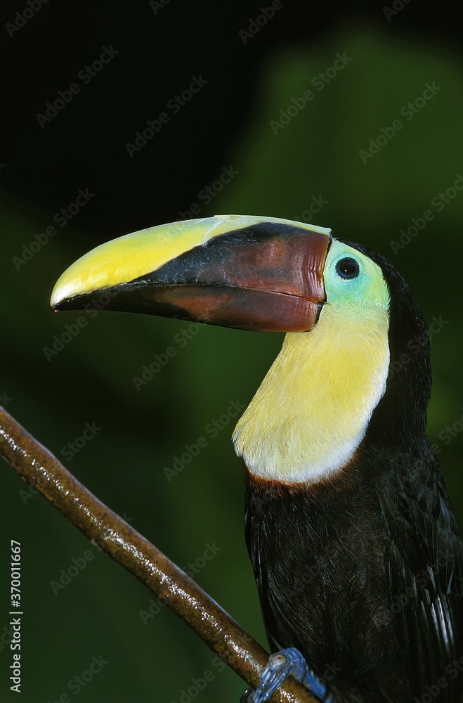 Naklejka premium CHESTNUT-MANDIBLE TOUCAN ramphastos swainsonii, PORTRAIT OF ADULT, COSTA RICA