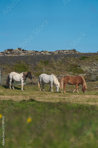 3 Icelandic horses roaming by Selatangar