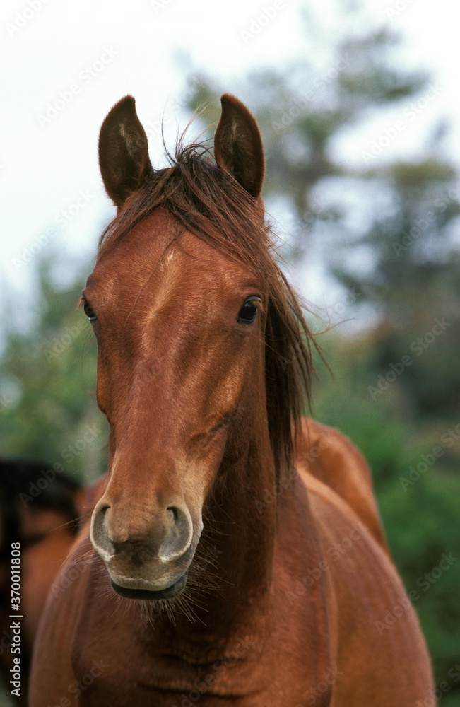 Obraz premium BARB HORSE, PORTRAIT