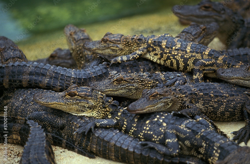 Obraz premium AMERICAN ALLIGATOR alligator mississipiensis, YOUNGS