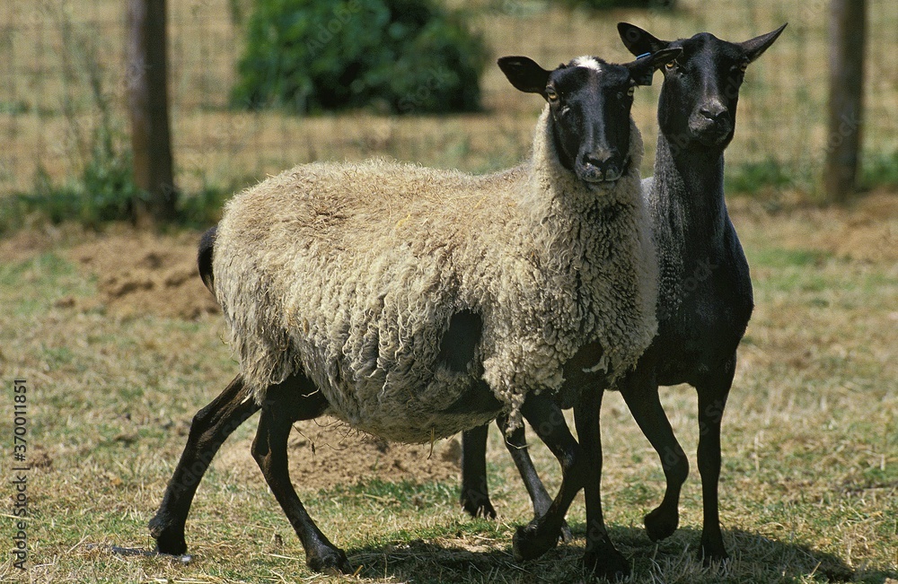 ROMANOV SHEEP, A BREED FROM RUSSIA