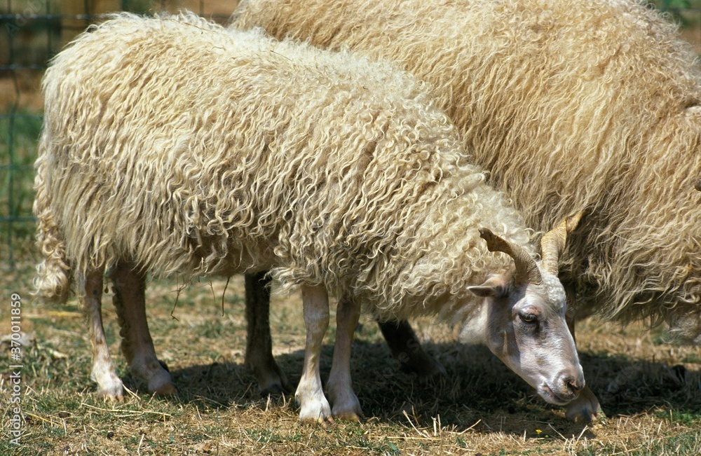 RACKA SHEEP, A BREED FROM HUNGARIA RACKA SHEEP, A BREED FROM HUNGARIA