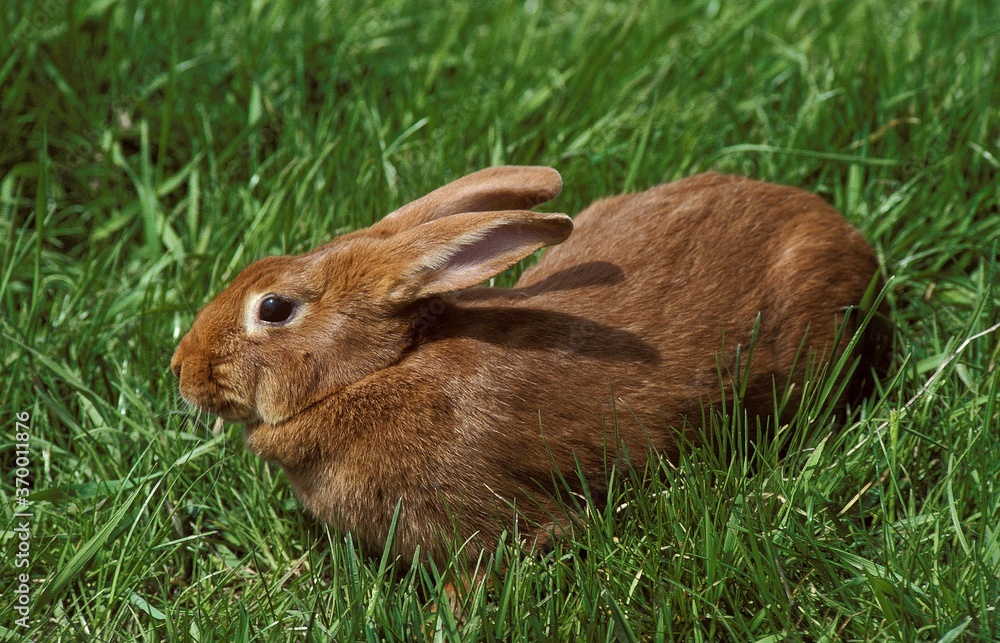 Fototapeta premium FAUVE DE BOURGOGNE RABBIT, BREED FROM BURGUNDY IN FRANCE