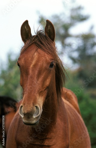 BARB HORSE, PORTRAIT © slowmotiongli