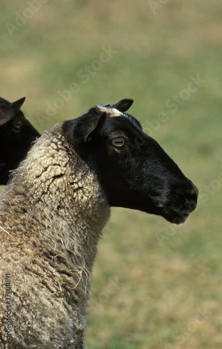 Photos ROMANOV SHEEP, A BREED FROM RUSSIA, PORTRAIT OF ADULT