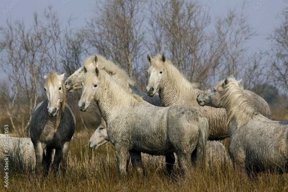 CAMARGUE HORSE, HERD STANDING IN SWAMP, SAINTES MARIE DE LA MER IN SOUTH OF FRANCE CAMARGUE HORSE, HERD STANDING IN SWAMP, SAINTES MARIE DE LA MER IN SOUTH OF FRANCE