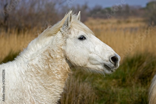 CAMARGUE HORSE, SAINTES MARIE DE LA MER IN SOUTH OF FRANCE