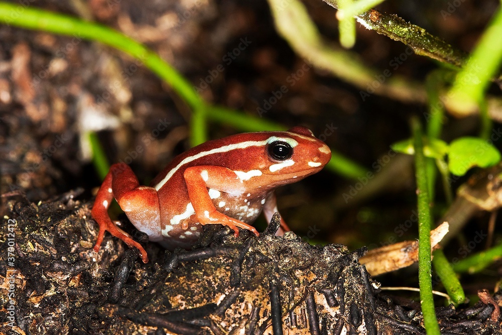 Fototapeta premium PHANTASMAL POISON FROG epipedobates tricolor, ADULT