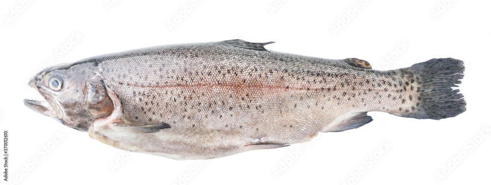 Trout on white background, isolated. The view from top Trout on white background, isolated. The view from top