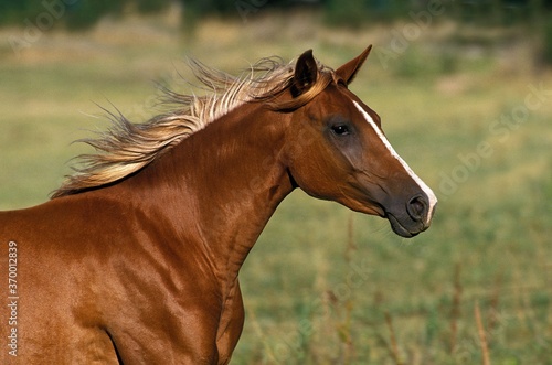 ARABIAN HORSE  PORTRAIT OF ADULT