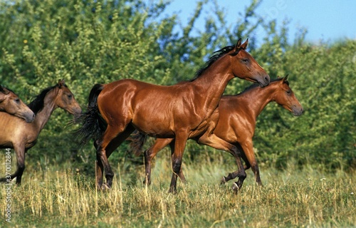 ARABIAN HORSE, HERD TROTTING ON GRASS