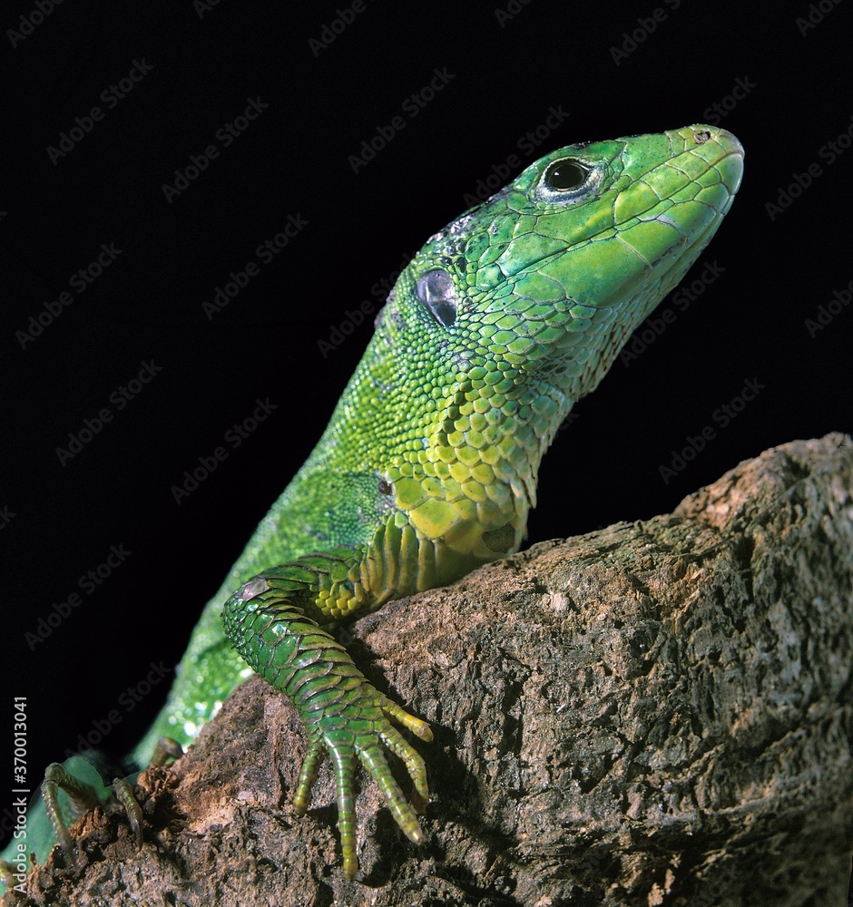 Fototapeta premium GREEN LIZARD lacerta viridis, ADULT