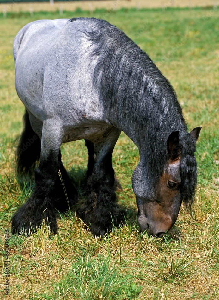 MULASSIERE DU POITOU, ETALON EATING GRASS MULASSIERE DU POITOU, ETALON EATING GRASS
