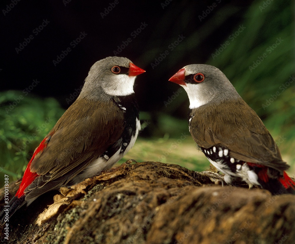 Fototapeta premium DIAMOND FIRETAIL stagonopleura guttata, ADULTS