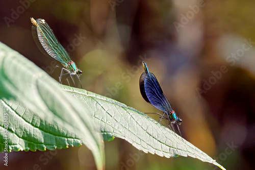 Gebänderte Prachtlibelle ( Calopteryx splendens ). photo