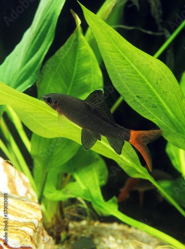 RED-TAILED BLACK LABEO OR RED-TAILED BLACK SHARK epalzeorhynchus bicolor