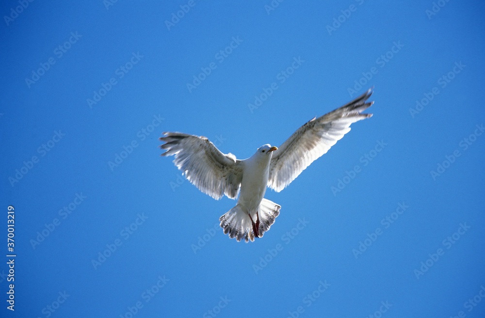 HERRING GULL larus argentatus, ADULT IN FLIGHT BRITTANY HERRING GULL larus argentatus, ADULT IN FLIGHT BRITTANY