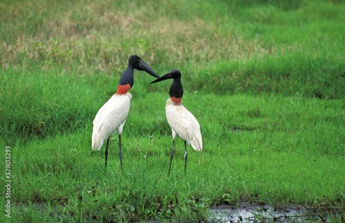JABIRU STORK jabiru mycteria, ADULTS, PANTANAL IN BRAZIL