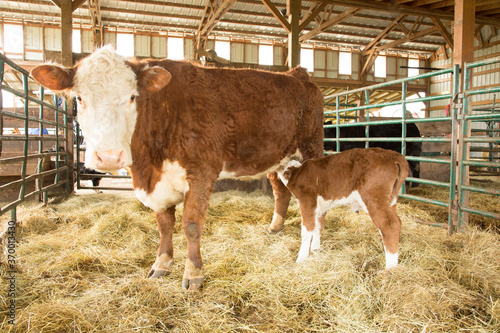 A hereford calf nursing from its mother cow.