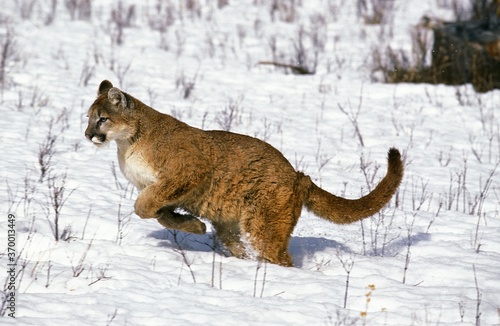 COUGAR puma concolor, ADULT RUNNING ON SNOW, MONTANA