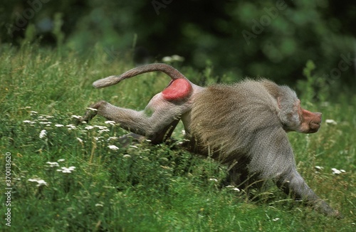 HAMADRYAS BABOON papio hamadryas, MALE RUNNING ON GRASS photo