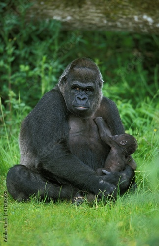 EASTERN LOWLAND GORILLA gorilla gorilla graueri, MOTHER WITH BABY SUCKLING © slowmotiongli