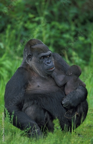 EASTERN LOWLAND GORILLA gorilla gorilla graueri, MOTHER CARRYING YOUNG © slowmotiongli
