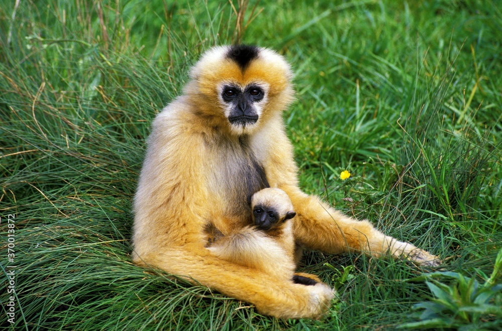 WHITE-HANDED GIBBON hylobates lar, MOTHER WITH YOUNG WHITE-HANDED GIBBON hylobates lar, MOTHER WITH YOUNG