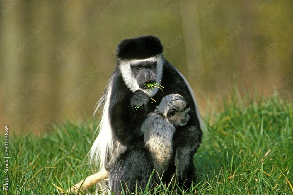Obraz premium BLACK AND WHITE COLOMBUS MONKEY colobus guereza, MOTHER WITH YOUNG