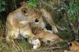 AFRICAN LION panthera leo, MOTHER WITH CUB IN BUSH, KENYA