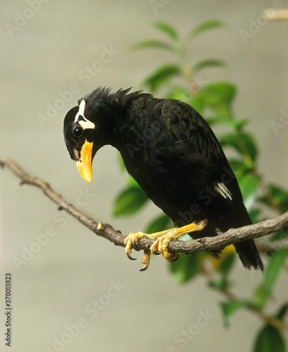 HILL MYNAH gracula religiosa, ADULT STANDING ON BRANCH photo