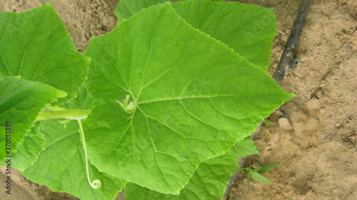 Cucumber leaf (eligible for image processing )
Camera: Canon DIGITAL IXUS 75